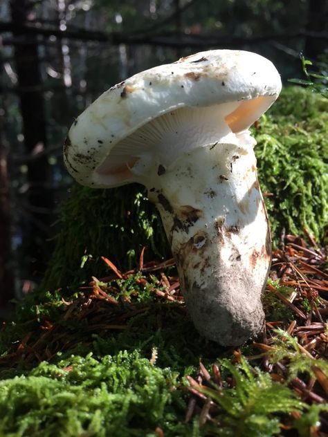 Matsutake – Kitsap Peninsula Mycological Society Matsutake Mushroom, Kitsap Peninsula, Edible Mushrooms, Illustration Inspiration, The Duff, Food Photo, Stuffed Mushrooms