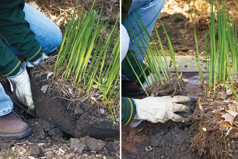 Siberian Iris Care, Siberian Iris Landscaping, Iris Flowers Garden, Siberian Iris, Pruning Saw, Wild Iris, Spring Words, Lawn And Landscape, Replant