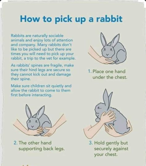 Bunny Knowledge, Bunny Tips, Bunny Care Tips, Rabbit Facts, Lionhead Bunny, Pet Rabbit Care, Pet Rabbits, Somebunny Loves You, Meat Rabbits