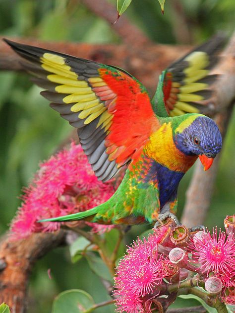 Rainbow Lorikeet 042 | Flickr - Photo Sharing! Aussie Animals, Australian Parrots, Rainbow Lorikeet, Kinds Of Birds, Australian Birds, Beautiful Bird, Colorful Bird, Australian Animals, Tropical Birds