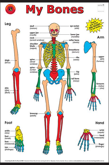 My Bones Chart - Learning Can Be Fun - Help students learn the basic bone structure of their body. This large wall chart is perfect for reference and classroom discussions. Human Body Vocabulary, Human Skeleton Anatomy, Body Bones, Human Body Organs, Human Body Facts, Skeleton Anatomy, Body Diagram, Human Body Unit, Basic Anatomy And Physiology