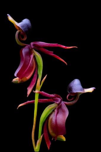 Althea Cannabina, Calliandra Surinamensis, Flying Duck Orchid, Calathea Couture Purple, Flying Duck, Coprinopsis Atramentaria, Colombian Orchid, Radiant Orchid, Amazing Flowers