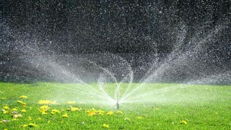 Sprinkler System Design, Sod Installation, Red Grass, Water Timer, Underground Sprinkler, Garden Sprinklers, Water Sprinkler, Lawn Maintenance, Garden Water