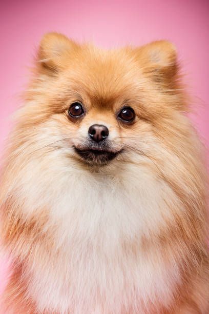 Pomeranian Photography, Pomeranian Portrait, Brown Pomeranian, Spitz Pomeranian, Dog Pomeranian, Colorful Hairstyles, Close Up Portrait, Travel Pet, Purebred Dogs