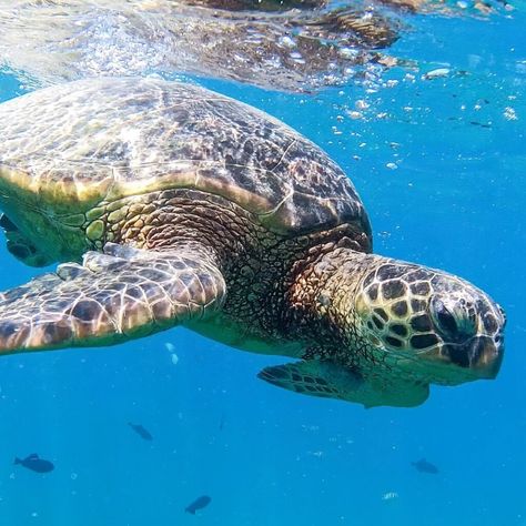 Hawaii Trip Planning, Save The Sea Turtles, 4th Of July Party Ideas, Packing For A Trip, Hanauma Bay, Turtle Swimming, North Shore Oahu, Hawaii Trip, Waikiki Beach