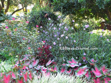 Hoe and Shovel: Mexican Petunia :: Love-Hate Mexican Petunias Landscaping, Mexican Petunia, Mexican Petunia Landscaping, Purple Petunias, Plant Combinations, Companion Planting, Petunias, Front Yard, Purple