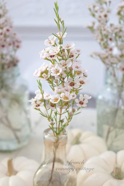 Wildflowers -      Dainty blooms in the palest of pink fading into white  Such sweet little petals and the softest fragrance...  I just adore these flower... Wax Flower Bouquet, White Wax Flower, Flower Identification, Wax Flower, Wax Flowers, White Wax, Types Of Flowers, Design Floral, Cut Flowers