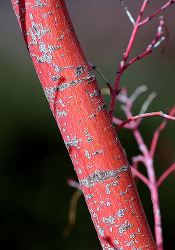 Coral Bark Maple by TexasEagle, via Flickr #SephoraColorWash Four Season Tree, Coral Bark Maple, Japanese Maple Varieties, Coral Bark Japanese Maple, Season Tree, Urban Forest, Japanese Maple Tree, Winter Tree, Acer Palmatum