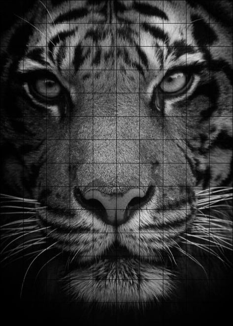 Grid Artwork, Leopard Drawing, Tiger Photography, Sketch Images, Tiger Images, Pencil Drawing Images, Tiger Drawing, Pencil Drawings Of Animals, Paper Cutouts