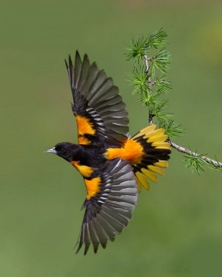 p Baltimore Orioles Birds, Oriole Bird, Baltimore Oriole, Yellow Birds, Different Birds, Bird Wings, Backyard Birds, All Birds, Exotic Birds