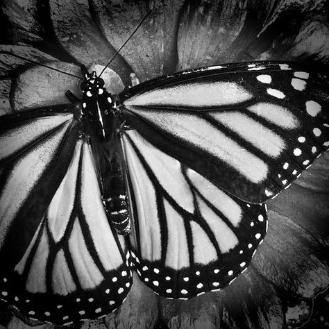 Black And White Butterfly Photography, Natural Forms Black And White, High Contrast Black And White Photos, Black And White Monarch Butterfly, Black And White Nature Photos, Black And White Photography Nature, Natural Forms Gcse, High Contrast Photos, Butterfly Black And White