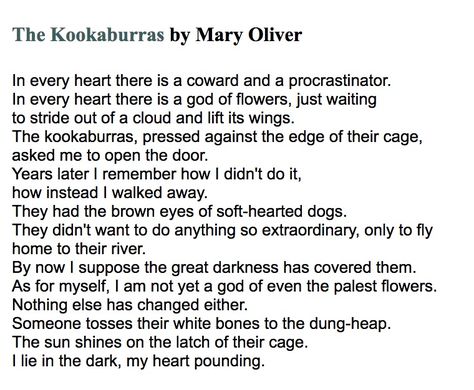 Mary Oliver Poems, Funny Puzzles, Poetry Tea, I Love You Words, Welcome Words, Poetry Tea Time, I Am A Writer, Mary Oliver, Read Later