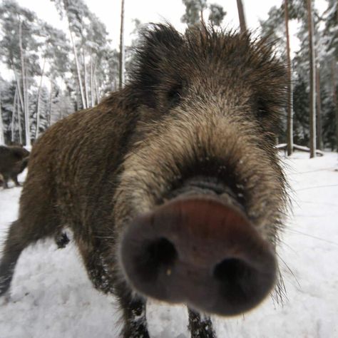 Scientists finally know why Germany’s wild boar are surprisingly radioactive Feral Pig, Wild Boar Hunting, Boar Hunting, Chernobyl Nuclear Power Plant, Wild Pig, Wild Boar, Chernobyl, Nature Tattoos, Paleo Diet