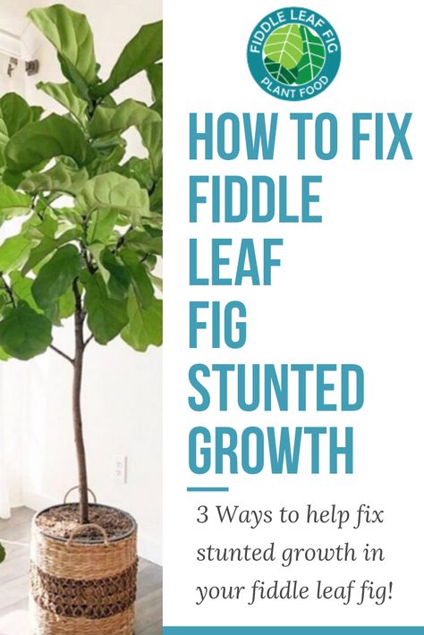 Is your fiddle leaf fig not growing as you think it should? Click to read how to fix stunted growth in your fiddle leaf fig. #fiddleleaffig #houseplants #gardening Fiddle Leaf Fig Care, Fiddle Fig Tree, Big Indoor Plants, Fiddle Leaf Tree, Fig Plant, Fiddle Fig, Plants Ideas, Fiddle Leaf Fig Tree, Ficus Lyrata