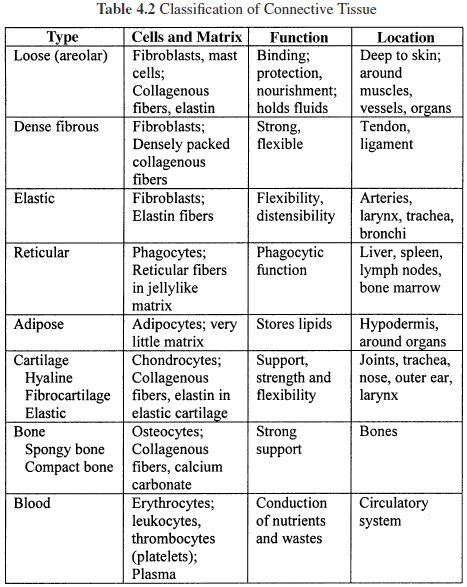 Types Of Tissues Worksheet Answers Student Anatomy And Physiology Tissue Biology, Medicine Notes, Study Biology, Basic Anatomy And Physiology, Nurse Study Notes, Tissue Types, Nursing Student Tips, Medical Student Study, Animal Cell