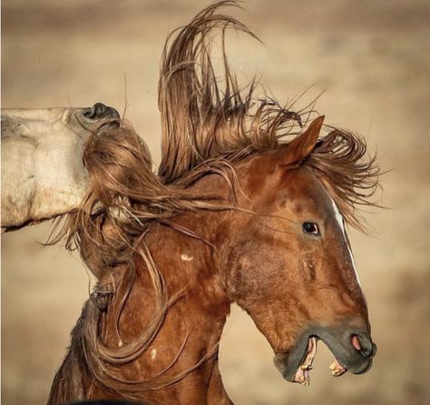 Angry Horse, Horses Reference, Horse Markings, Horse Reference, Horse Anatomy, Horse Inspiration, Wild Mustangs, Horse Face, Horse Portrait