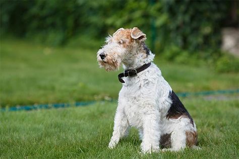 Wire Fox. Wire Fox Terrier Puppies, Fox Terrier Puppy, Wire Haired Terrier, Dog Toothpaste, Dog Toothbrush, Group Of Dogs, Terrier Breeds, Wire Fox Terrier, Terrier Puppies