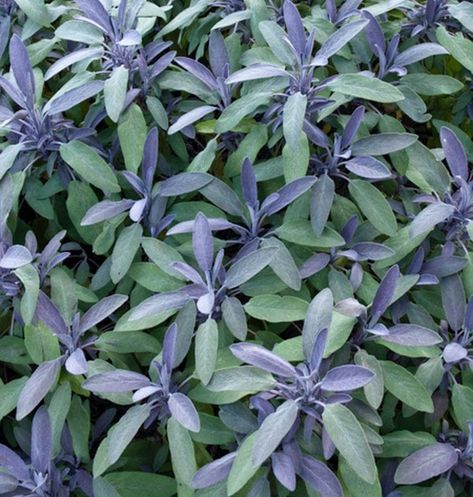 Salvia officinalis Purpurascens (Purple Sage) is a compact, semi-evergreen dwarf shrub or perennial Salvia Purple, Rose Companion Plants, Purple Salvia, Silver Plant, Salvia Officinalis, Sage Plant, Purple Sage, Planting Shrubs, Evergreen Plants