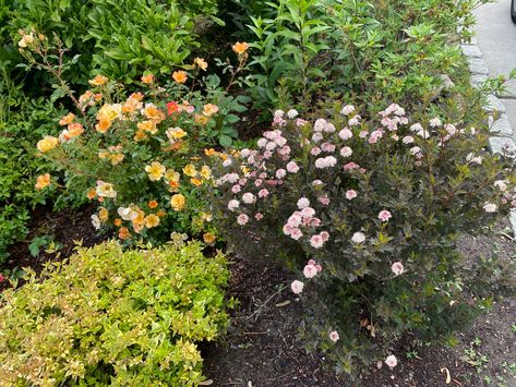 Tiny wine ninebark, o so easy paprika rose & kaleidoscope abelia Abelia Kaleidoscope Landscaping Ideas, Tiny Wine Ninebark, Kaleidoscope Abelia, Abelia Kaleidoscope, Garden Shrubs, Landscaping Ideas, Landscaping, Wine, Plants