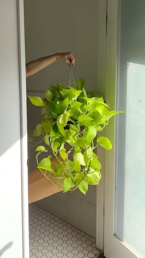 Neon Pothos Care, Room Greenery, Plants 101, Pothos Plants, Neon Pothos, Epipremnum Aureum, Bohemian Garden, Zodiac Collection, Pothos Plant