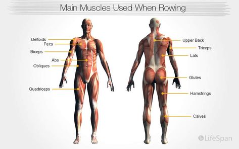 BENEFITS of Using the Rowing Machine for Cardiovascular TOTAL-Body Workout on Your Muscle Groups Rowing Benefits, Row Machine Benefits, Rowing Machine Workout, Rowing Workout, Workout Days, Stark Sein, Rowing Machine, Fitness Articles, Total Body Workout