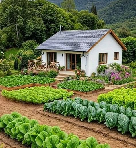 Home Vegetable Garden Design, Backyard Garden Layout, Farm Plans, Home Garden Design, Countryside House, Beautiful House Plans, Home Vegetable Garden, Village House Design, Vegetable Garden Design