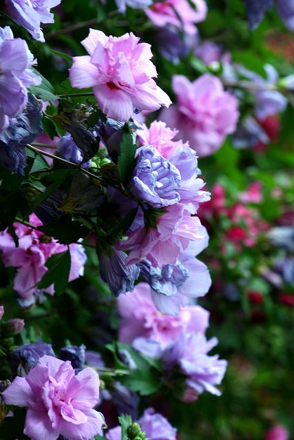 Althea - type of Rose of Sharon We have this one and I love it - so prolific & few problems except those damn grasshoppers - and they eat everything! Rose Of Sharon Aesthetic, Purple Pillar Rose Of Sharon, Rose Of Sharon Standard, Rose Of Sharon Quilt Block, Pink Chiffon Rose Of Sharon, Blue Clematis, Purple Hibiscus, Blue Lavender, Rose Of Sharon