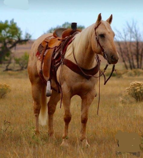 Palomino Quarter Horse Mare, Quarter Horse Palomino, Palomino Barrel Horse, Quater Horses, Palomino Quarter Horse, Quarter Horse Mare, Roping Horse, Palomino Horses, Working Cow Horse