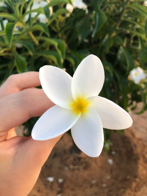 Single Flower Aesthetic, Window Aesthetic, Flowers Black Background, Single Flowers, Foodie Instagram, Hiding Face, Iphone Instagram, Flowers Aesthetic, Creative Instagram Photo Ideas