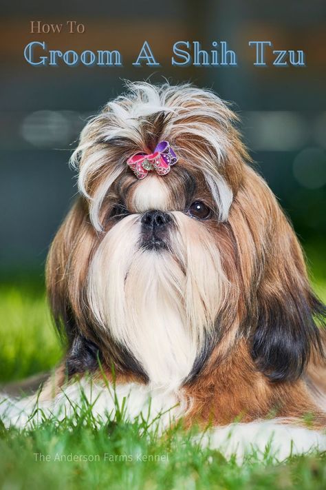 How to Groom a Shih Tzu Long Haircut Styles, Shih Tzu Long Hair, Wirehaired Fox Terrier, Shih Tzu Haircuts, Shih Tzu Grooming, Long Haircut, Grooming Style, Long Haircuts, Haircut Styles