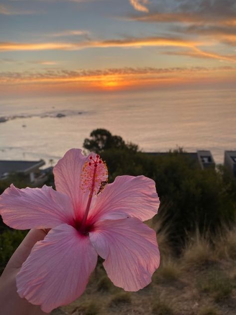 Summer Phone, Cute Summer Wallpapers, Nothing But Flowers, Phone Theme, Pretty Landscapes, Flower Therapy, Beautiful Bouquet Of Flowers, Pretty Plants, Hibiscus Flower