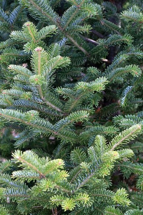 Types Of Real Christmas Trees, Types Of Christmas Greenery, Types Of Christmas Trees Real, Frazier Fir Christmas Tree, Christmas Tree Types, Christmas Tree Varieties, Douglas Fir Christmas Tree, Balsam Fir Christmas Tree, Types Of Pine Trees