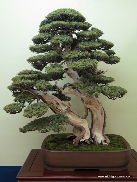 日本大観展：一位盆栽 Japanese Bonsai Tree, Bonsai Forest, Pre Bonsai, Bonsai Tree Care, Beautiful Bonsai, Bonsai Techniques, Bonsai Styles, Japanese Bonsai, Indoor Bonsai