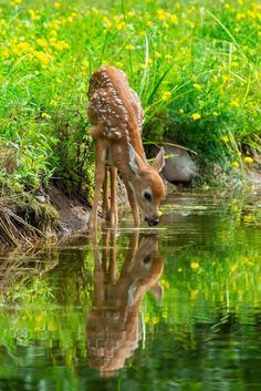 Whitetail Deer Photography, Scottish Animals, Deer Photography, Deer Wallpaper, Busy Beaver, The Cutest Animals, Forest Deer, Fawns Deer, Humans And Animals