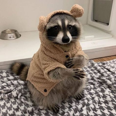 RACCOON FUN on Instagram: “This costume more adorable 😲 Follow @raccoonsfun for more 🙌 Follow @raccoonsfun for more 🙌 Follow @raccoonsfun for more 🙌 , , , Photo by…” Instagram