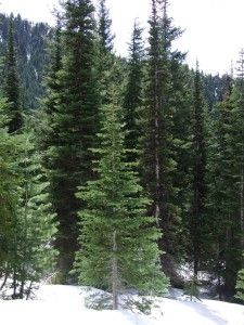 Abies lasiocarpa tree Evergreen Trees Landscaping, Trees Landscaping, Fir Trees, Patio Landscaping, Evergreen Trees, Fir Tree, Landscape Trees, Dream Garden, Landscaping