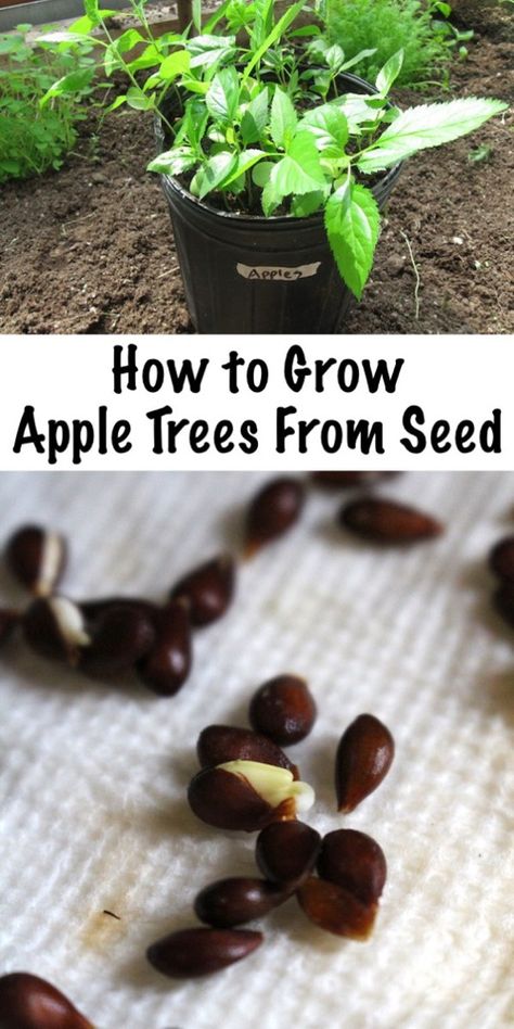 How to Grow Apple Trees From Seed Growing Apple Trees, Fruit Trees Backyard, Apple Tree From Seed, Seed Growing, Growing Fruit Trees, Tree Seedlings, Apple Trees, Lawn Lights, Tree Nursery