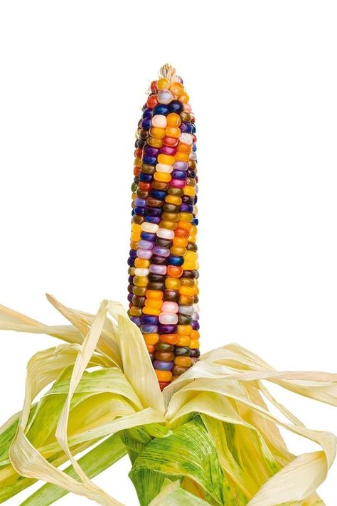 Colorful Corn, Gem Corn, Colored Corn, Rainbow Corn, Glass Gem Corn, Genetic Diversity, Corn Grain, Dried Corn, Indian Corn