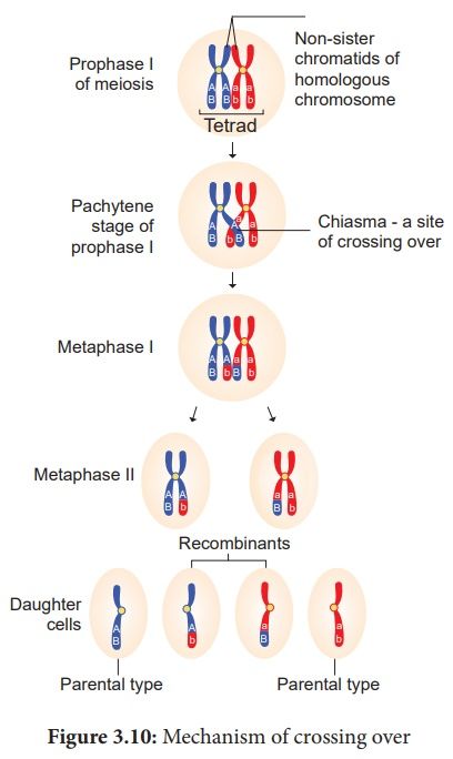 Crossing Over - Mechanism, Types, Importance, Recombination - Botany : Chromosomal Basis of Inheritance Somatic Cell, Dna Molecule, Dna Model, Plant Breeding, Biology Art, School Notes, Botany, Biology