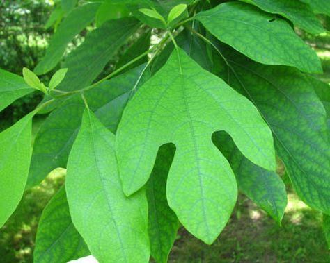 Whether you're growing sassafras tree or not, read these sassafras tree facts. Sassafras is a North American tree famous for its ornamental features and culinary and medicinal uses. Sweet Viburnum, Wildflowers Nursery, Tree Facts, Eastern Hemlock, Sassafras Tree, Eastern White Cedar, Wild Foraging, Southern Ontario, Mountain Ash