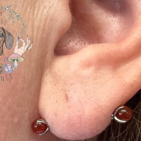 Silly Sausage Piercings on Instagram: "I am absolutely thrilled with how this transverse lobe has healed which I downsized the other day! I pierced this wee baby just shy of a year ago 🥹 we popped a pair of natural stone Carnelian beads from @qualitibodyjewellery either end for good measure 🧚‍♀️ I would love love love looove to do more of these! They’ve gotta be one of my favourite piercings to perform😎✨ . . . . . . #earpiercing #transverselobe #earlobepiercing #piercing #bodypiercer #ladypie Transverse Lobe Piercing, Transverse Lobe, Ear Lobe Piercings, Piercing Inspo, Lobe Piercing, Carnelian Beads, A Year Ago, Piercing Jewelry, Ear Piercings