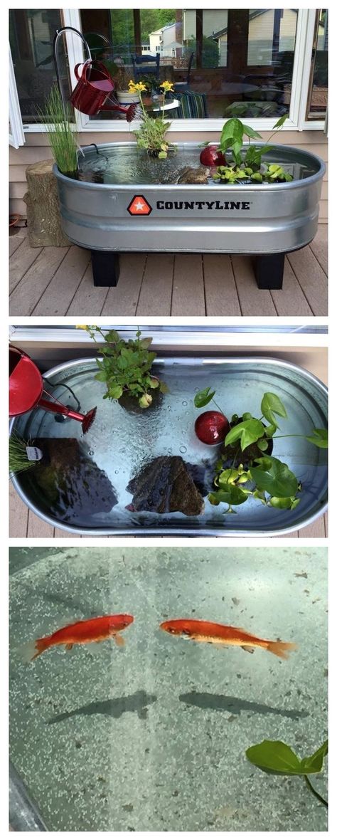 Make pond out of a horse trough. Just add water, pond plants, and fish! Taman Air, Goldfish Pond, Diy Pond, Pond Plants, Water Pond, Aquaponics System, Garden Terrarium, Fish Ponds, Garden Pond