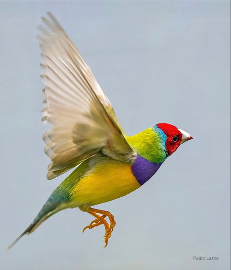 Gouldian Finch, Most Beautiful Birds, Finches, Rainbow Abstract, Pretty Birds, In Flight, Bird Feathers, Birdy, A Rainbow