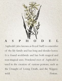 Asphodel Tattoo, Asphodel Flower Tattoo, Asphodel Aesthetic, Theme Harry Potter, Magical Herbs, Harry Potter Crafts, Harry Potter World, Harry Potter Fantastic Beasts, Jolie Photo