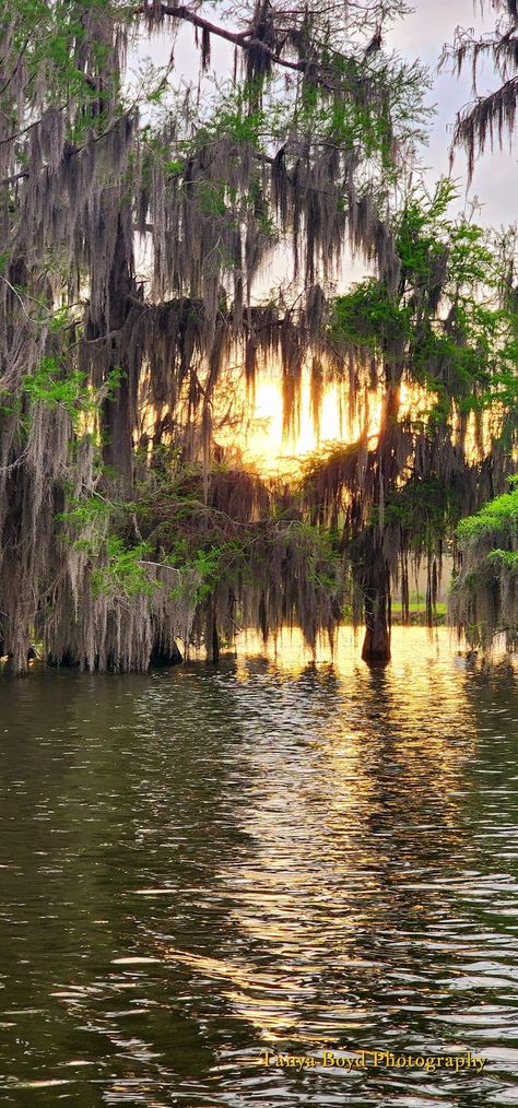 Lowcountry Aesthetic, Bayou Aesthetic, Louisiana Aesthetic, Bayou Country, Louisiana Creole, Louisiana Swamp, Louisiana Bayou, Dark Summer, Louisiana Art