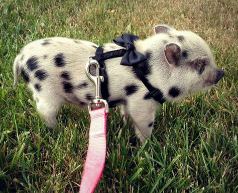 Pig harness, bacon, potbelly, Mini pig, pet, piglet, love, cute pets Pet Piglet, Mini Pig Pet, Pig Harness, Micro Pig, Pig Pet, Micro Pigs, Dream Pet, Year Of The Pig, Cute Pets