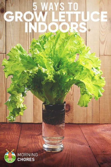 Growing Lettuce Indoors, Regrow Vegetables, Kebun Herbal, Gemüseanbau In Kübeln, Growing Food Indoors, Indoor Vegetables, Growing Lettuce, Tanaman Indoor, Indoor Vegetable Gardening