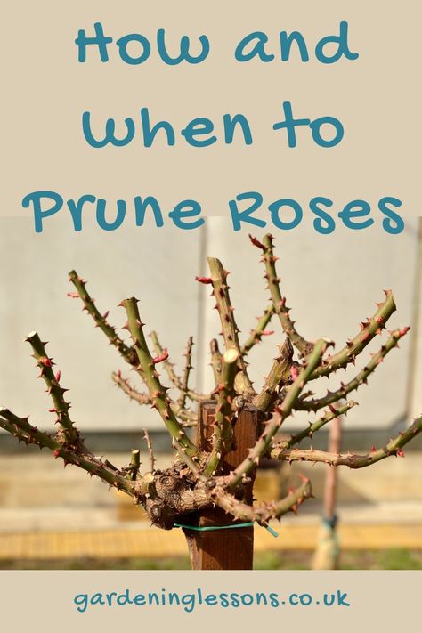 Rose pruning tips, including how to tell the different types of rose when they need alternate pruning methods; pruning unknown roses, climbers, hybrid tea and more. Click the link for tips on when & how to prune roses How To Prune Knockout Roses, When To Prune Rose Bushes, Rose Bush Pruning, Pruning Knockout Roses In Spring, Pruning Plants How To, Rose Pruning Tips, When To Prune Knockout Roses, How To Prune Rose Bushes, When To Transplant Roses