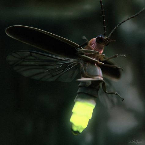 fire fly -  Being California natives, we love watching the Virginia fire flies at night.  Amazing how bright they are against the darkness of night.  May the light of Christ shine through... Fire Flies, Fire Fly, Mantis Religiosa, Living In North Carolina, Cool Bugs, A Bug's Life, Beautiful Bugs, Creepy Crawlies, Arthropods