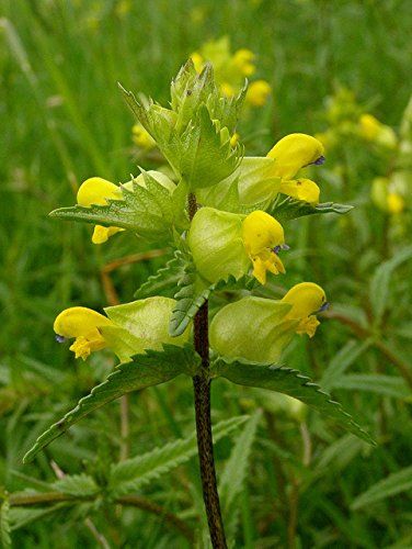 Premier Seeds Direct RTL01F 2 g Yellow Rattle Rhinanthus ... https://www.amazon.co.uk/dp/B00QQ5UY18/ref=cm_sw_r_pi_dp_x_TVsxzbE36TAQM Yellow Rattle, Hedge Plants, Sweet Briar, Wild Flower Meadow, British Garden, Wildflower Meadow, Simple Leaf, Flower Yellow, How To Attract Birds